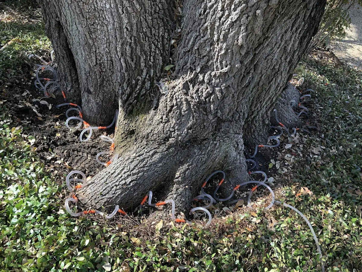 Detailed Tree Cabling and Bracing job site in Mcclusky