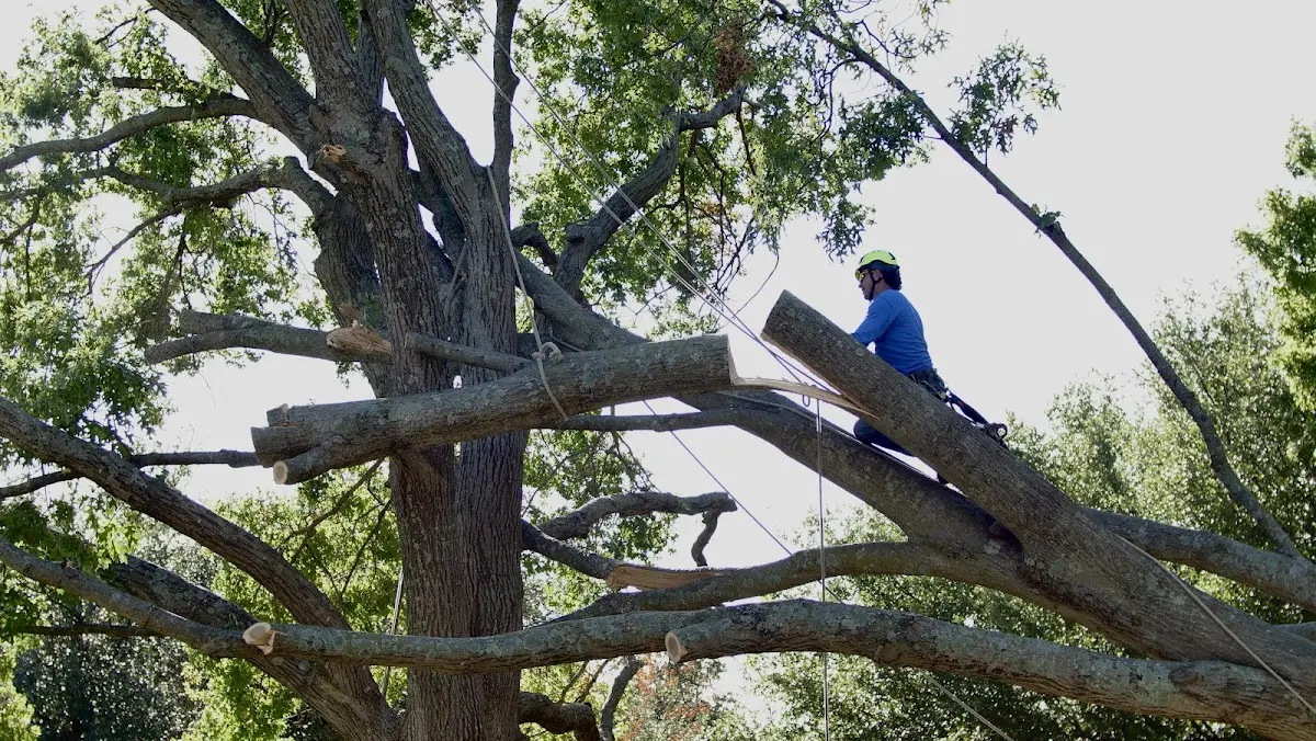 Professional Crown Thinning performed by certified arborists in Mcclusky