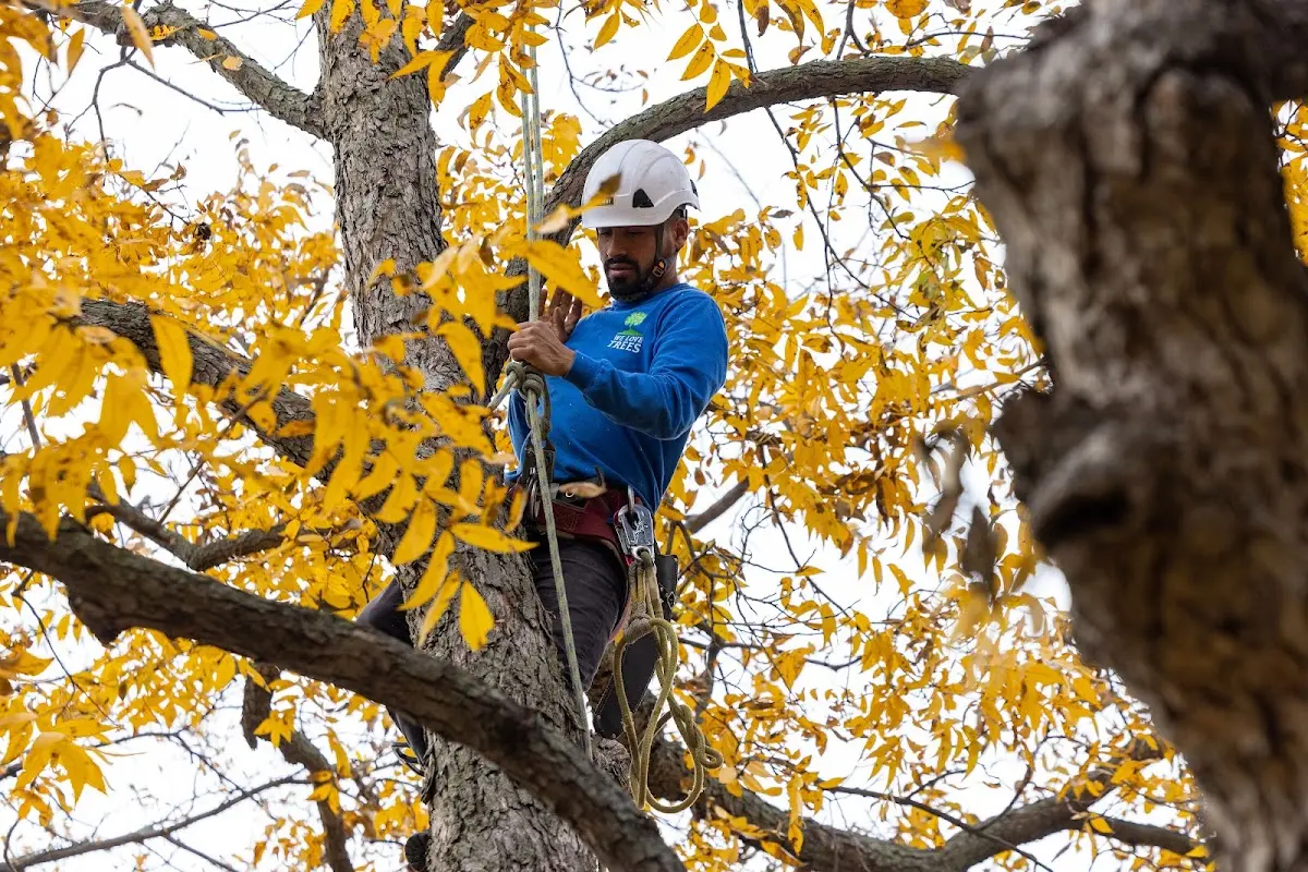 Skilled Tree Planing crew working in Mcclusky