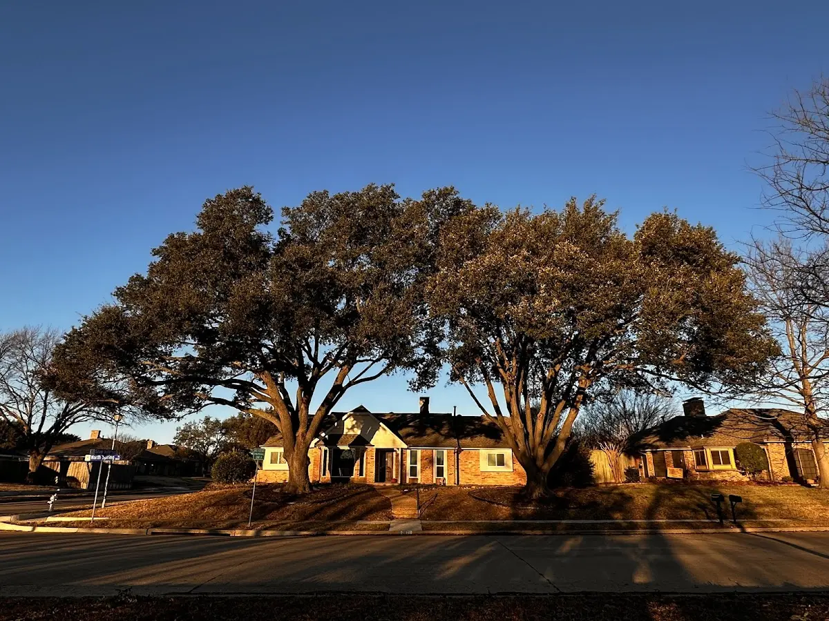 Established residential canopy tree shading a home in Mcclusky